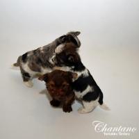 Exotic Yorkie Puppies