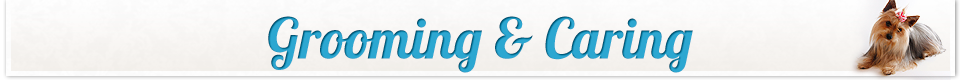 grooming-header